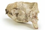 Fossil Hyaenodon Skull - South Dakota #314720-5